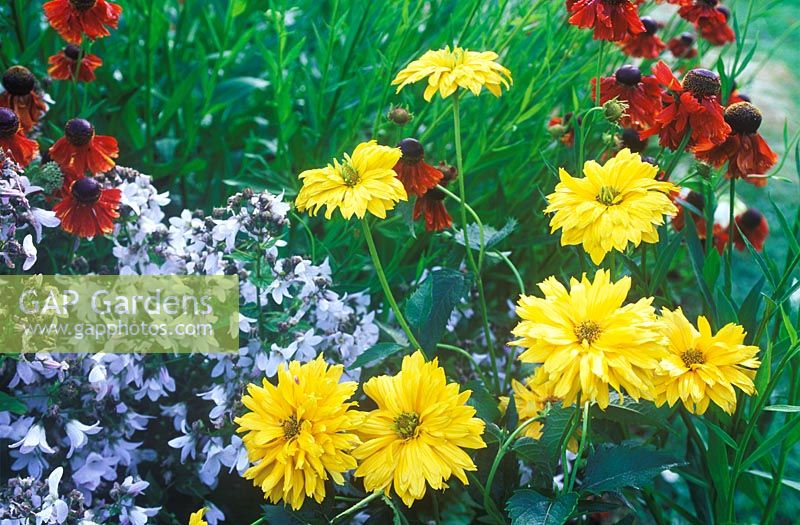 Heliopsis Spitzentanzerin - False Sunflower, Helenium Moerheim Beauty, Sneezeweed and Campanula lactiflora seedling, Bellflower. Mixed association of Perennials. July. 