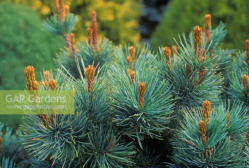 Pinus pumila Dwarf Blue, Pine, Dwarf siberian pine, Japanese stone pine, Conifer, April, Spring, Close up of pine with blue foliage.