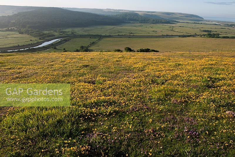 Corniculatus Thymus polytrichus  - Birdsfoot Trefoil wild Thyme Lotus summer flowers High and Over Alfriston East Sussex South Downs 
