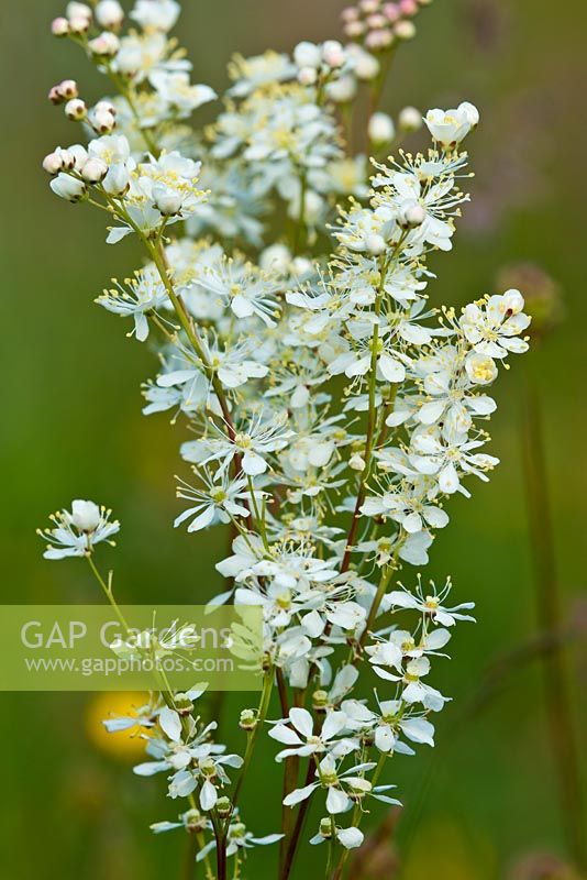 Filipendula vulgaris - Dropwort,  summer flower 