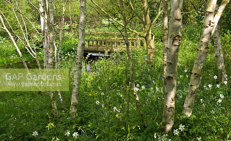 Trunks of white birch trees, wooden bridge over pond in Springtime in wild garden, mid May 