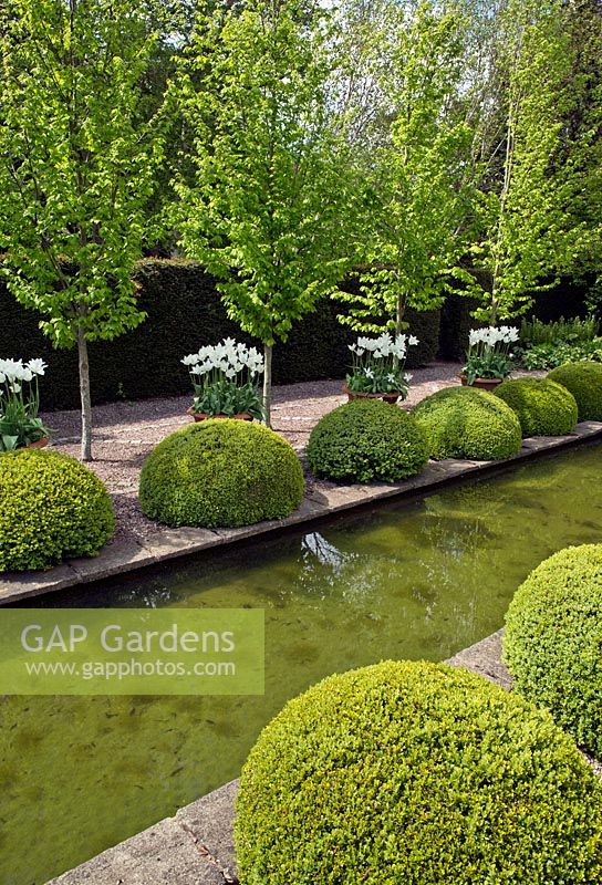 The rill garden with balls of buxus sempervirens flanked by white tulips in ornate terracotta pots, backed by Carpinus betulus 'Frans Fontaine' Hornbean, mid May, Spring