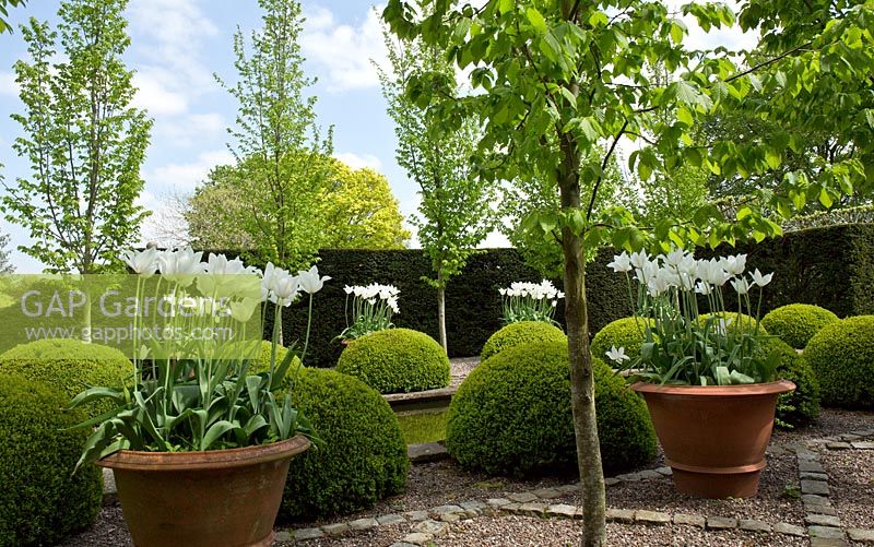 The rill garden with balls of buxus sempervirens flanked by white tulips in ornate terracotta pots, backed by Carpinus betulus 'Frans Fontaine' Hornbean, mid May, Spring