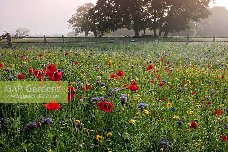 Annual wildflower meadow including Phacelia tannacetifolia, poppy, cornflower, corn marigold 
