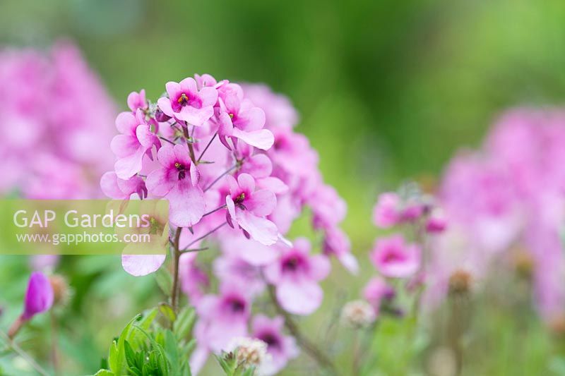 Diascia lilac belle - Twinspur Lilac Belle flowers
