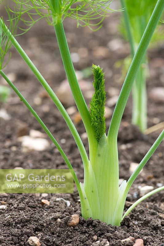Foecniculum vulgare finale - Young Bulb Fennel plant in a vegetable patch