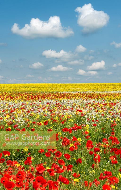 Rapeseed and Red Poppy field in the Oxfordshire countryside