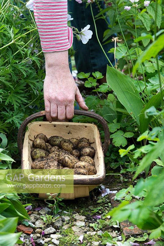Solanum tuberosum - Gardener holding a wooden trug containing picked new potatoes