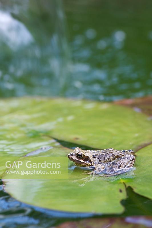 Rana temporaria - Common frog sat on Lilly pads in a garden pond