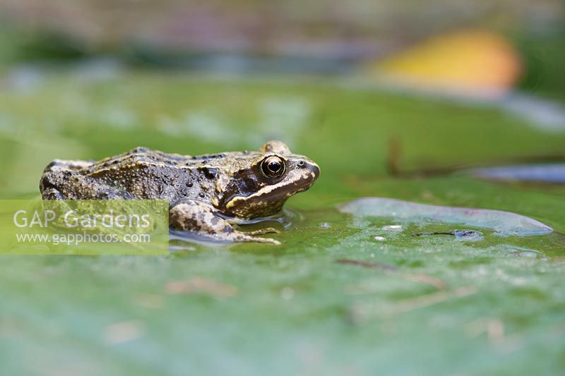 Rana temporaria - Common frog sat on Lilly pads in a garden pond