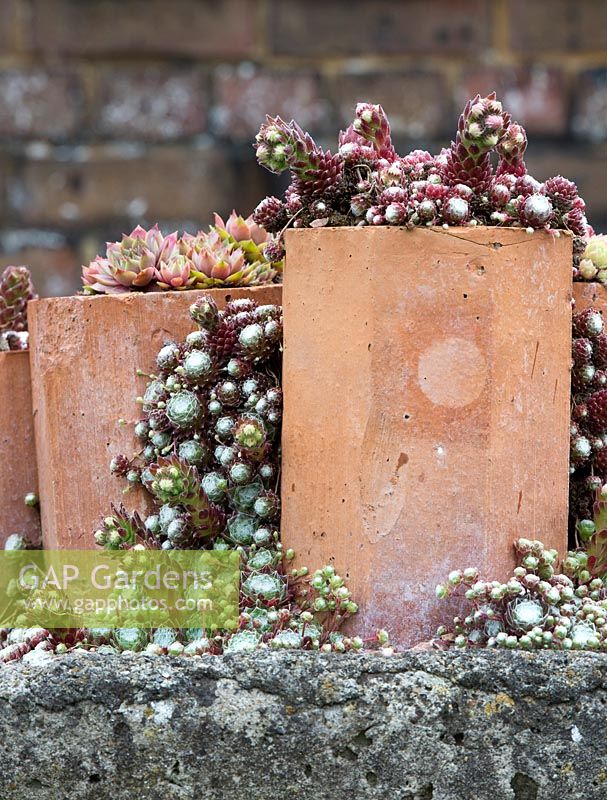 Sempervivum - Houseleek display in flower pots at RHS Wisley Gardens