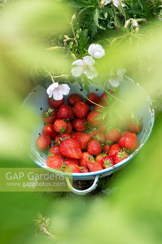 Fragaria ã ananassa - Strawberries in a colander