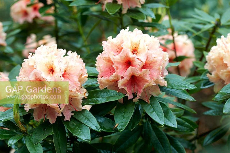 Rhododendron 'Glendoick Petticoats'