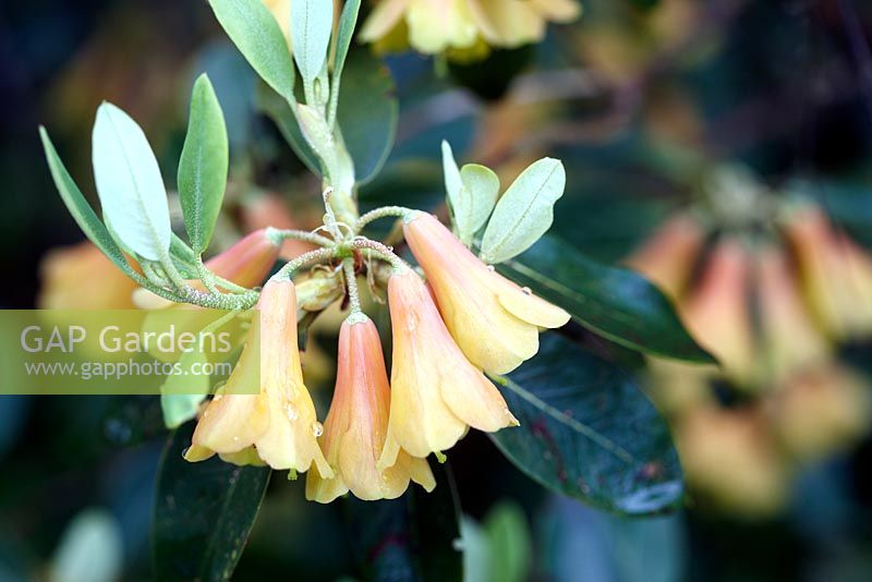 Rhododendron cinnabarinum 'Concatenans'