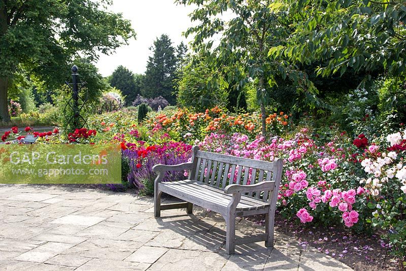 New Royal National Rose Society grounds, St Albans, on day of 50th Anniversary, The Gardens of the Rose