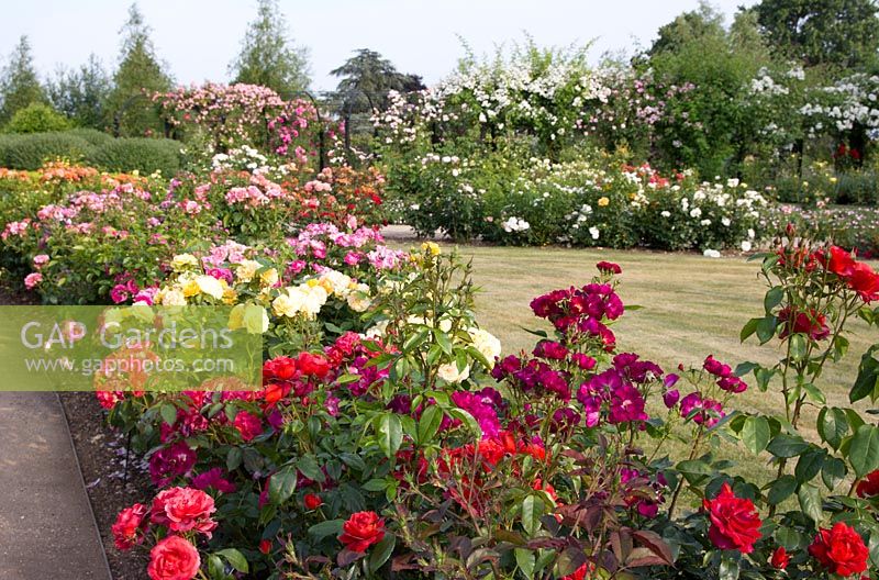 New Royal National Rose Society grounds, St Albans, on day of 50th Anniversary,The Gardens of the Rose