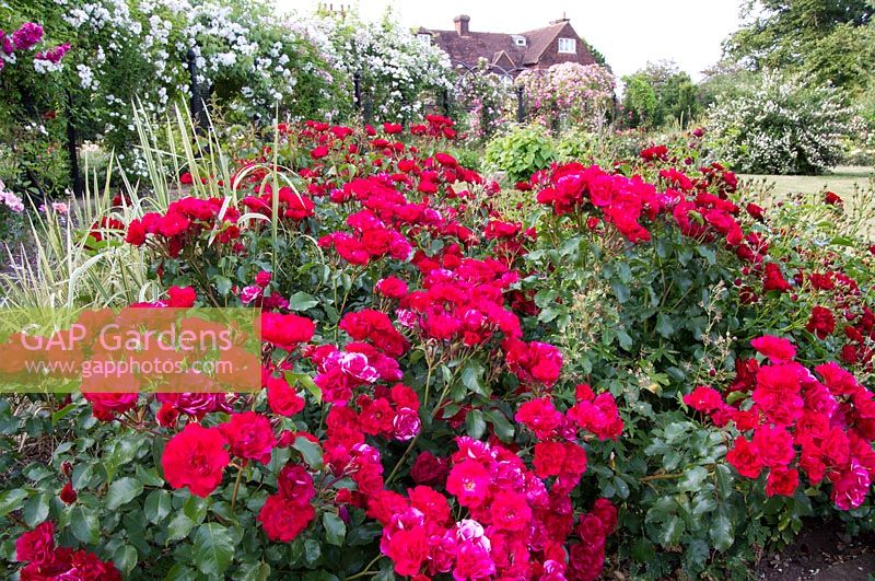 New Royal National Rose Society grounds, St Albans, on day of 50th Anniversary,The Gardens of the Rose