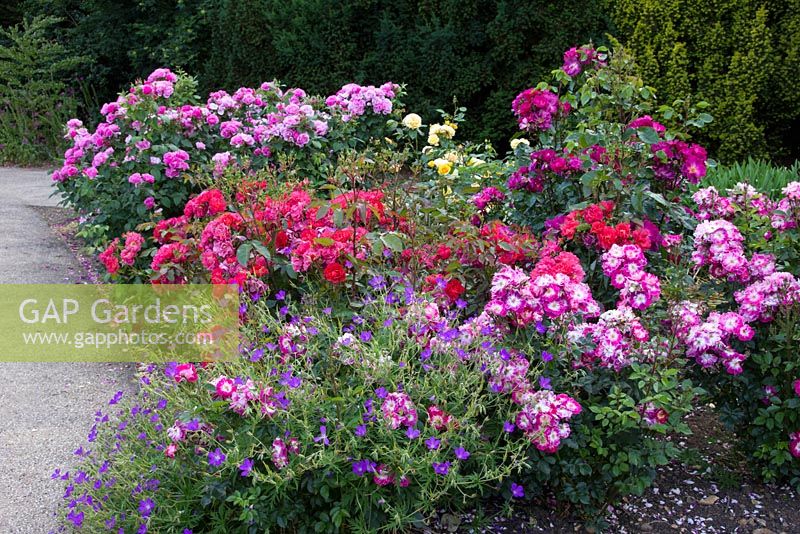 New Royal National Rose Society grounds, St Albans, on day of 50th Anniversary,The Gardens of the Rose, mixed rose planting with complimentary plants