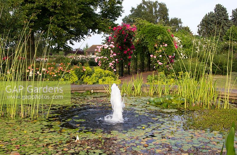 Pond with fountain - New Royal National Rose Society grounds, St Albans, on day of 50th Anniversary, The Gardens of the Rose