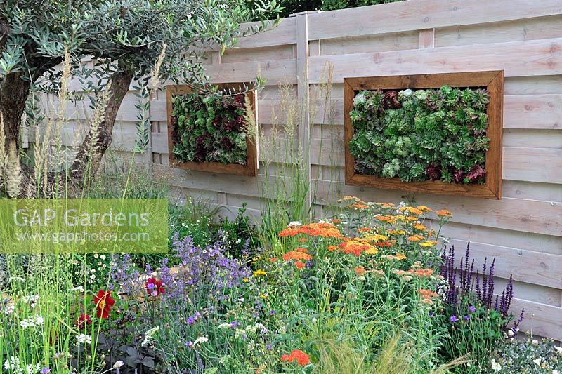 Framed vertical planting of cacti on timber fence. Borders filled with Achillea salvia and grasses - Four Corners, RHS Hampton Court Flower Show 2013, Design -  Peter Reader