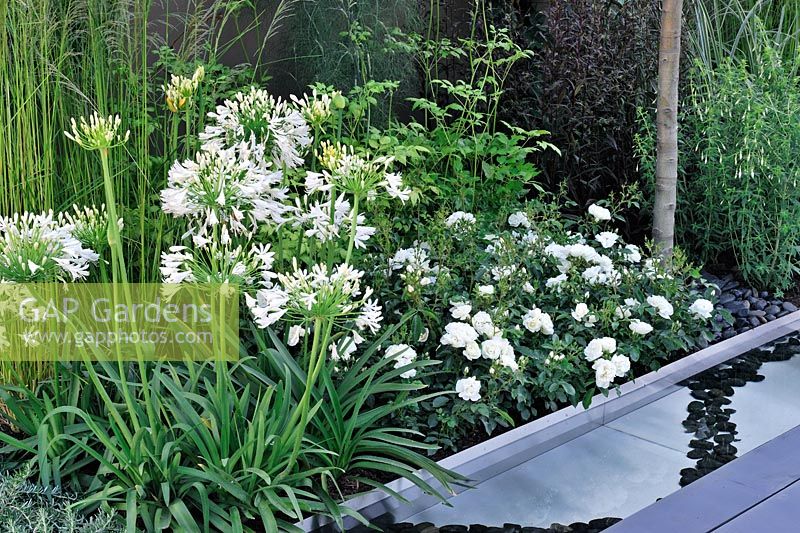 White border with agapanthus and roses, Vestra Wealth's jardin du Gourmet, RHS Hampton Court Flower show 2013. Design -  Paul Martin 