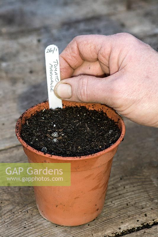 Sowing tomatoes under glass - once seeds covered with compost label with date and variety 