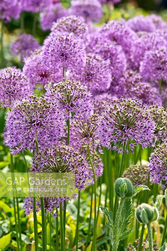 Allium aflatunense in abundance. The Purple Garden - Merriments Gardens, Hurst Green, East Sussex.  June.