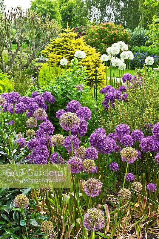 Border of Allium aflatunense, A. 'Purple Sensation' and A. 'Mount Everest' (White). The Purple Garden - Merriments Gardens, Hurst Green, East Sussex.  June
