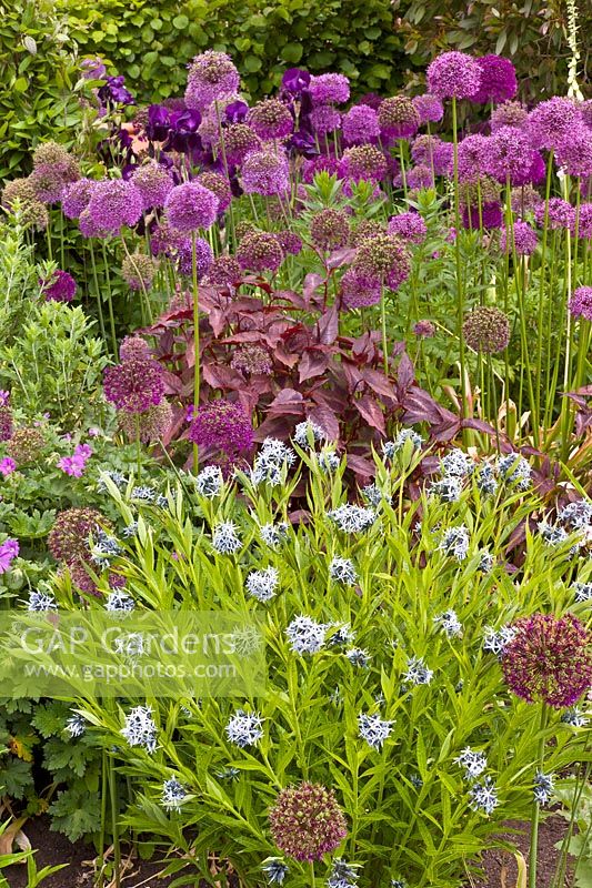Borders with Allium aflatunense and Amsonia orientalis. The Purple Garden - Merriments Gardens, Hurst Green, East Sussex.  June.