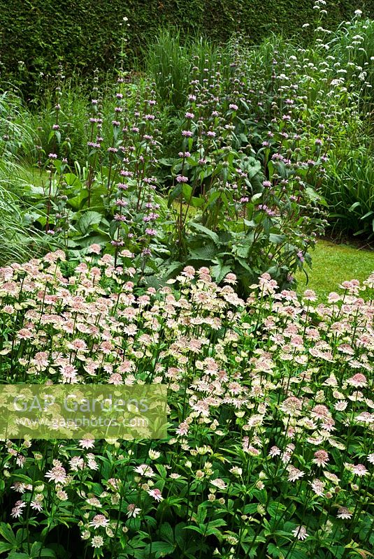 Borders with Phlomis 'Amazone' and Astrantia 'Buckland'. The Purple Garden - Merriments Gardens, Hurst Green, East Sussex.  June
