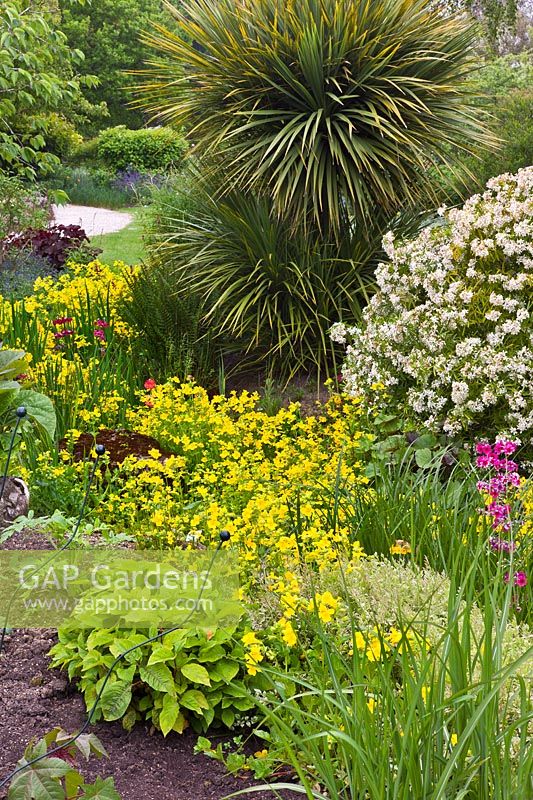 A moist, generally shady part of the garden with Mimulus luteus and Primula candelabra. The Purple Garden - Merriments Gardens, Hurst Green, East Sussex. June