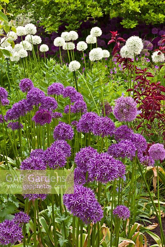 A mix of Allium 'Purple Sensation' and A. 'Mount Everest' (White). The Purple Garden - Merriments Gardens, Hurst Green, East Sussex. June