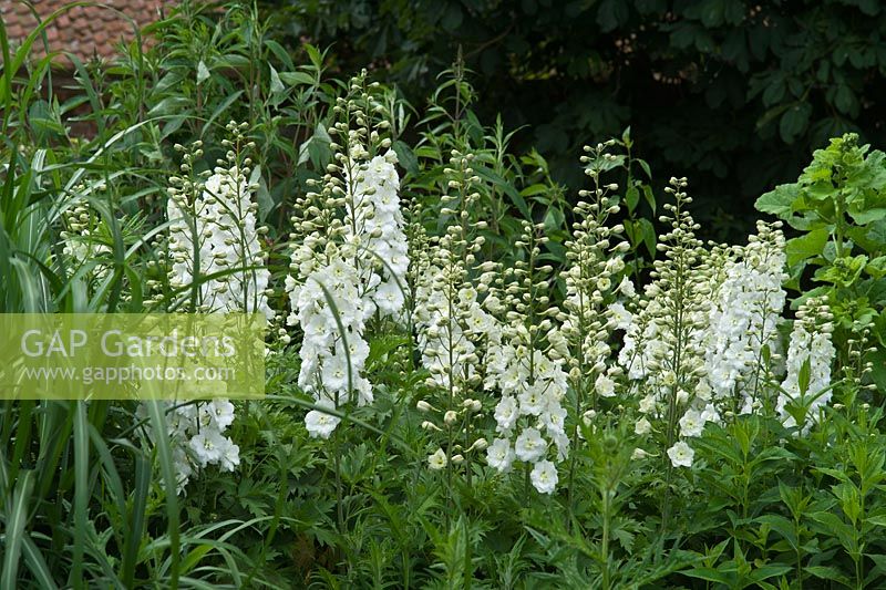 Delphinium Galahad Group - a pure white perennial but short-lived
