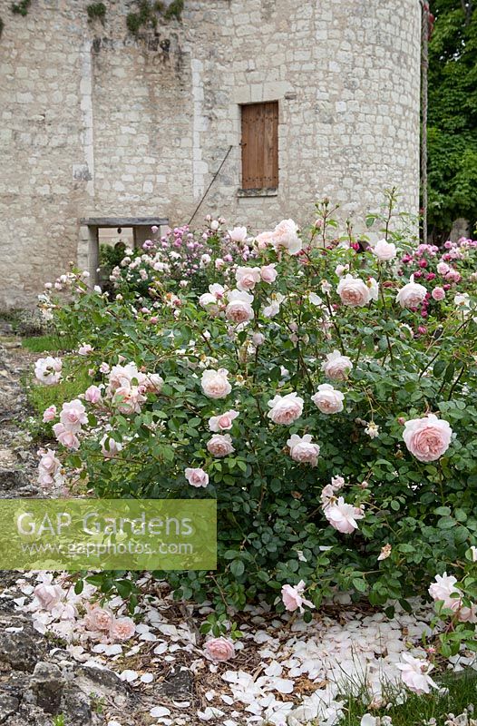 Rosa 'Wildeve' in Austin Rose Bed. Chateau du Rivau, Loire Valley, France