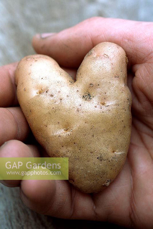 Solanum tuberosum 'Anya' - An organic heart shaped potato