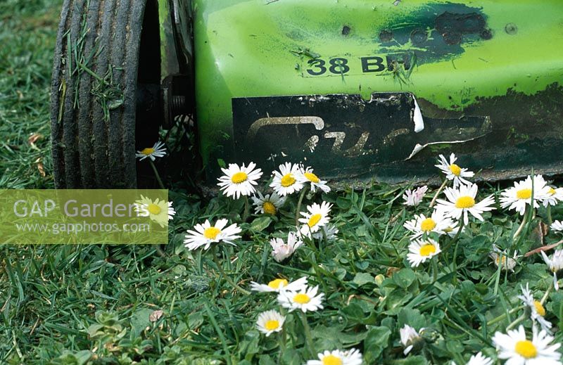 An old lawn mower mowing over daisies in a lawn