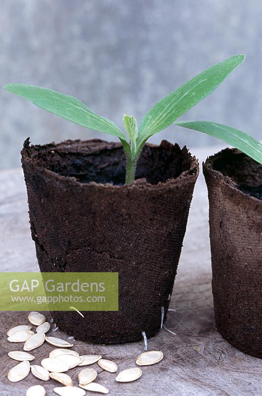Cucurbita pepo 'F1 One Ball' - Cucumber seedlings in biodegradable pots and scattered seeds