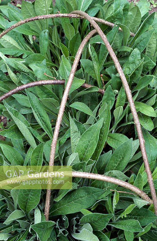 Hazel sticks used as plant supports for a Scabiousa