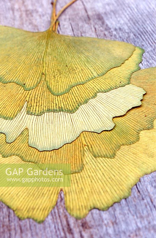 Pressed Ginkgo biloba leaves on a wooden surface