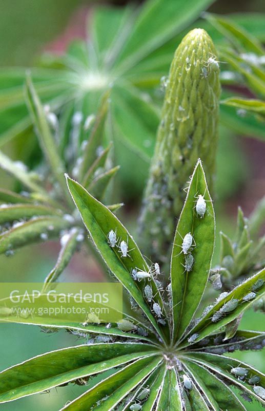 Lupinus polyphyllus - Lupins attacked by aphids