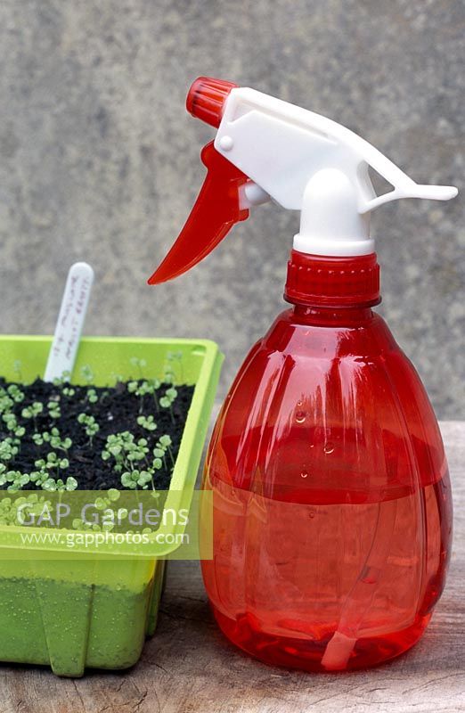 Digitalis purpurea - Foxglove seedlings in plastic tray and spray bottle
