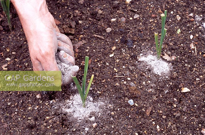 Allium porrum 'Musselburgh' - Gardener applying potash around young leeks