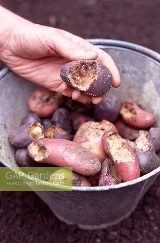 Gardener showing rodent damage to potatoes