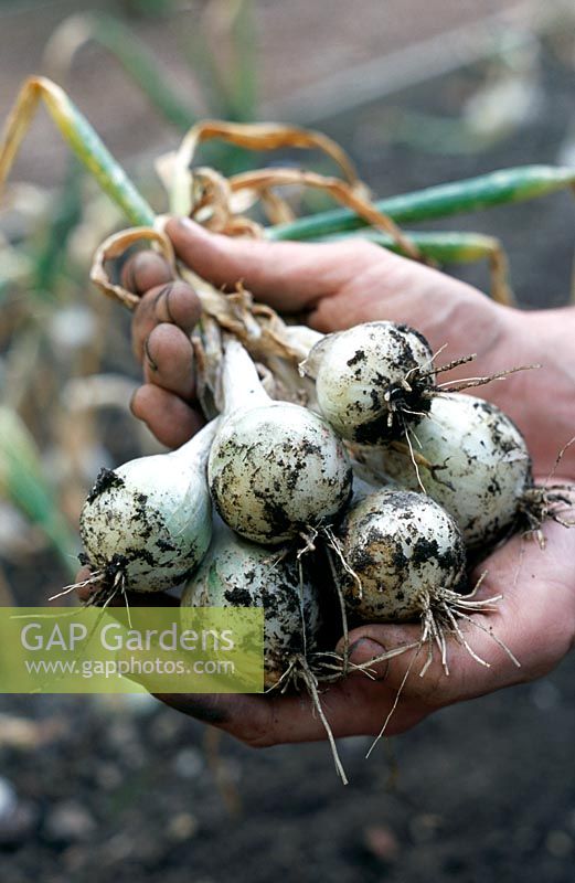 Allium cepa 'White Prince' - Gardener holding bunch of freshly harvested onions
