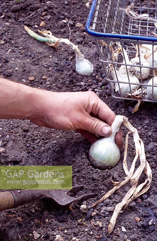 Allium cepa 'White Prince' - Gardener harvesting organic onions with a fork