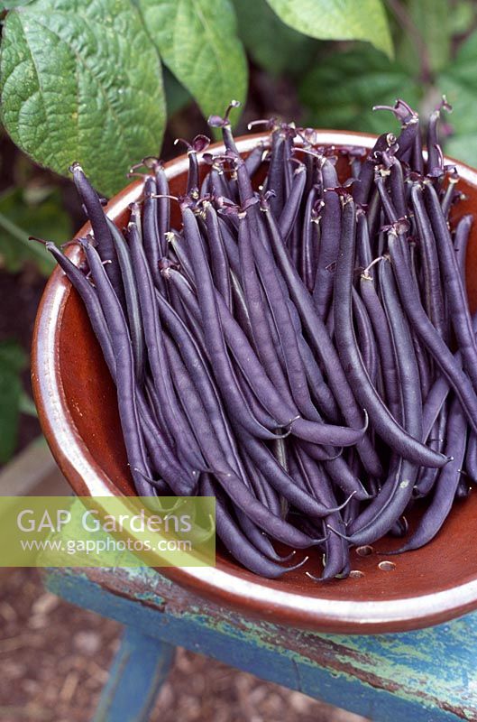 Phaseolus vulgaris 'Purple Queen' - Colander full of dwarf French beans 