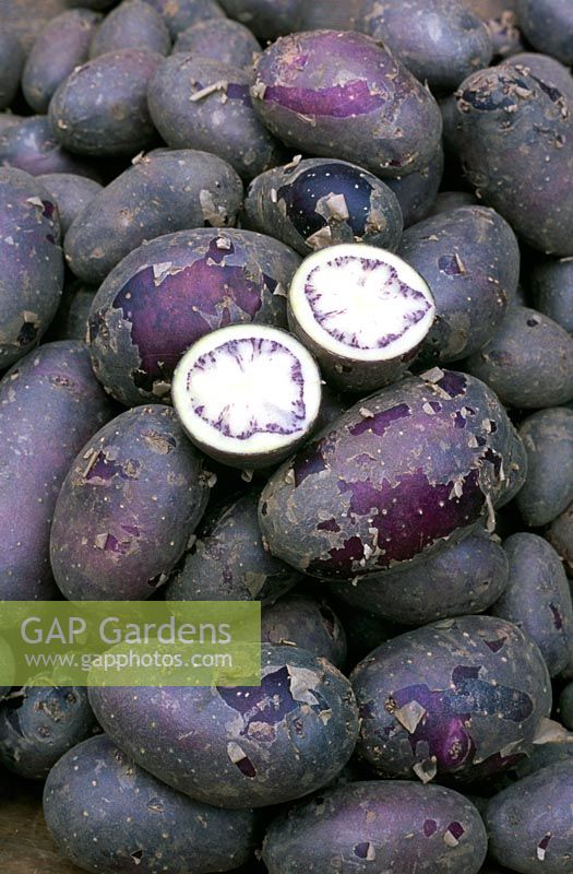 Solanum tuberosum 'Shetland Black' - Potatoes