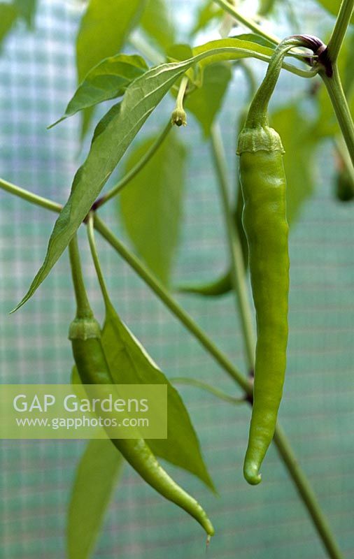 Capsicum annum - Cayenne peppers growing in a greenhouse