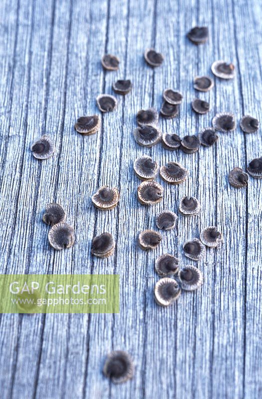 Alcaea rosea - Hollyhock seeds scattered on a wooden surface