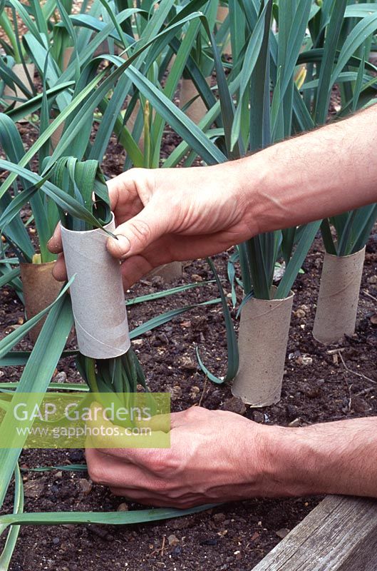 Allium porrum 'Musselburgh' - Gardener blanching leeks using recycled toilet roll reels